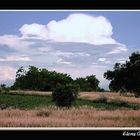 Paisaje con espigas