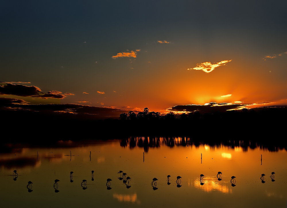 Paisaje con Flamencos de Mario Fiorucci 