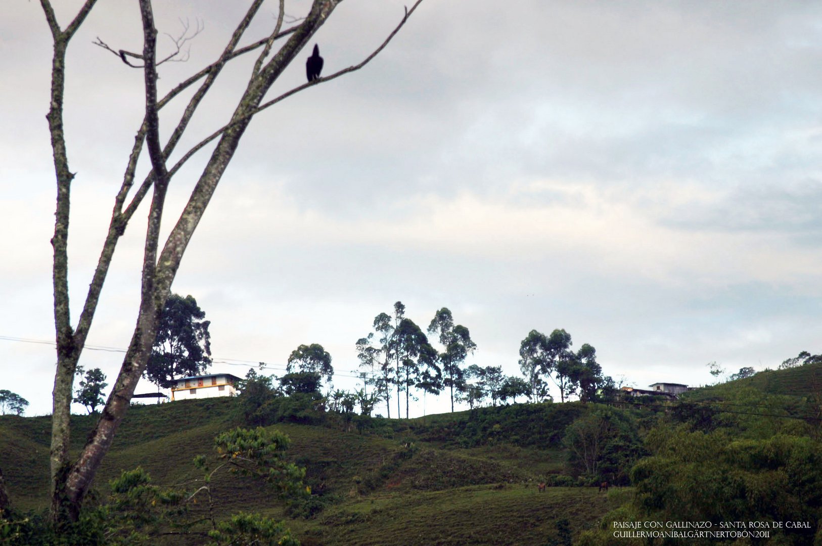 Paisaje con Gallinazo