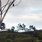 Paisaje con Gallinazo