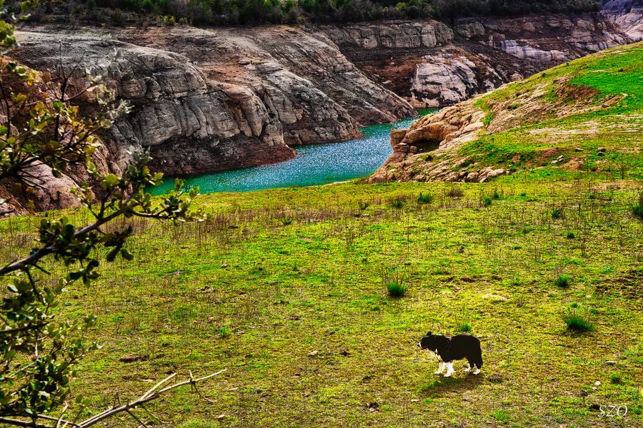 Paisaje con Perro