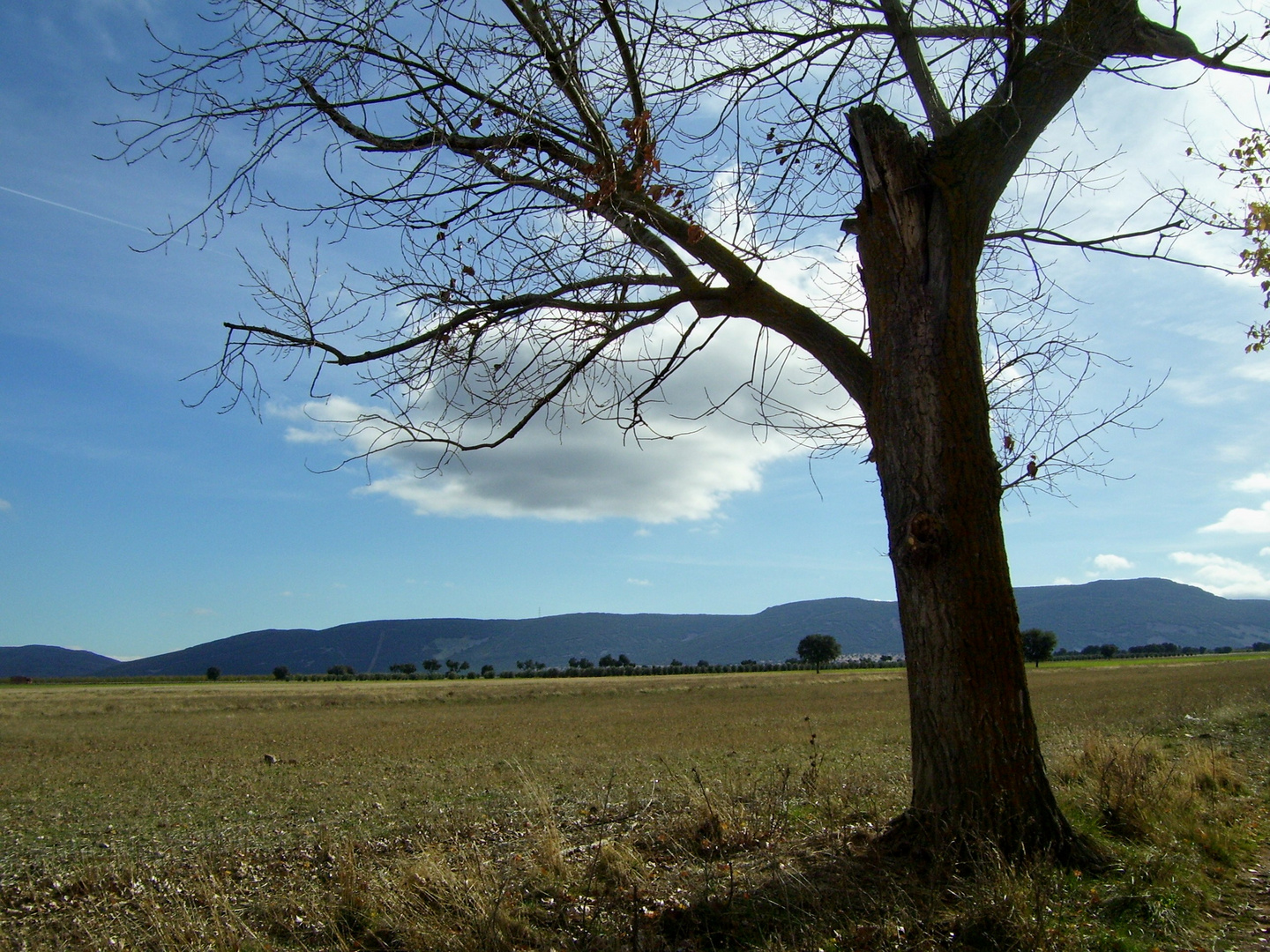 PAISAJE CON ÁRBOL...  FERNANDO LÓPEZ   fOTOGRAFÍAS...