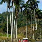 paisaje cubano