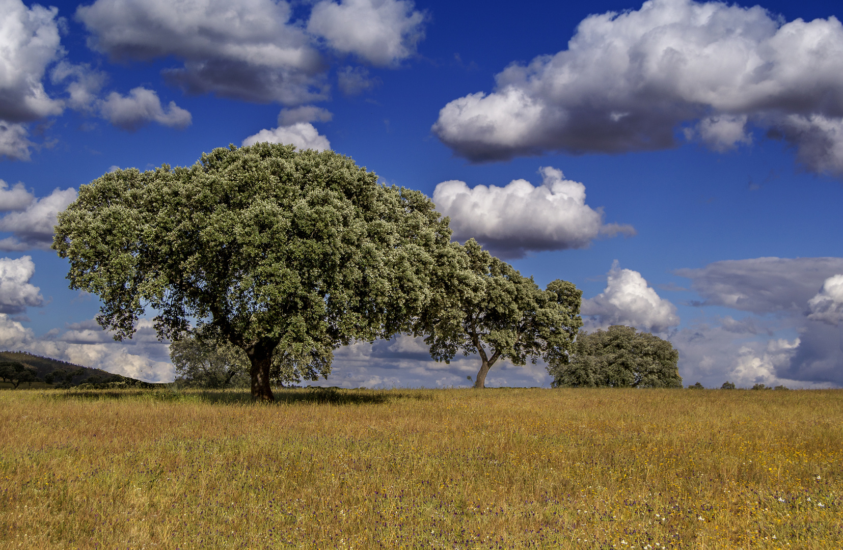 Paisaje de encinas (Extremadura)