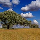 Paisaje de encinas (Extremadura)