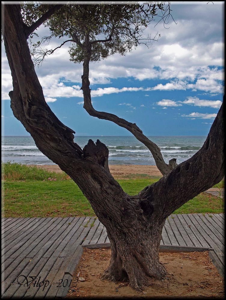 PAISAJE DE PLAYA Imagen & Foto | naturaleza diversa , naturaleza Fotos