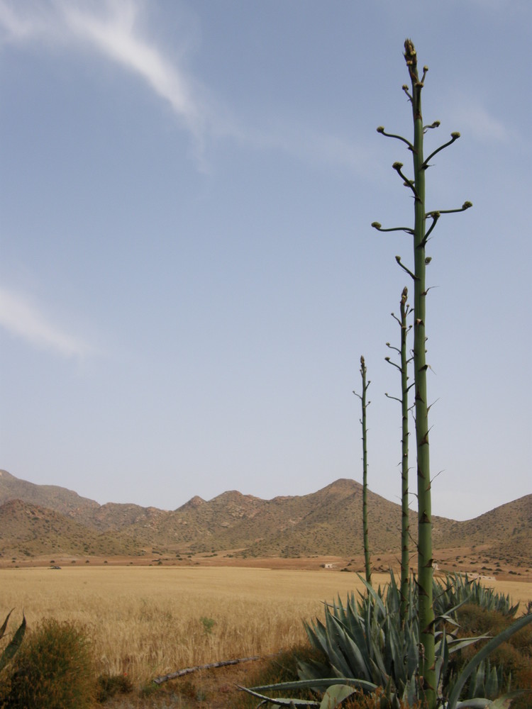 Paisaje en Genoveses