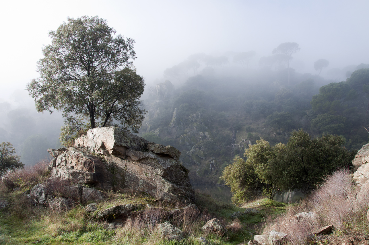 Paisaje en la niebla