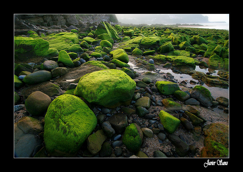 Paisaje en verde y bruma.