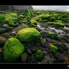 Paisaje en verde y bruma.