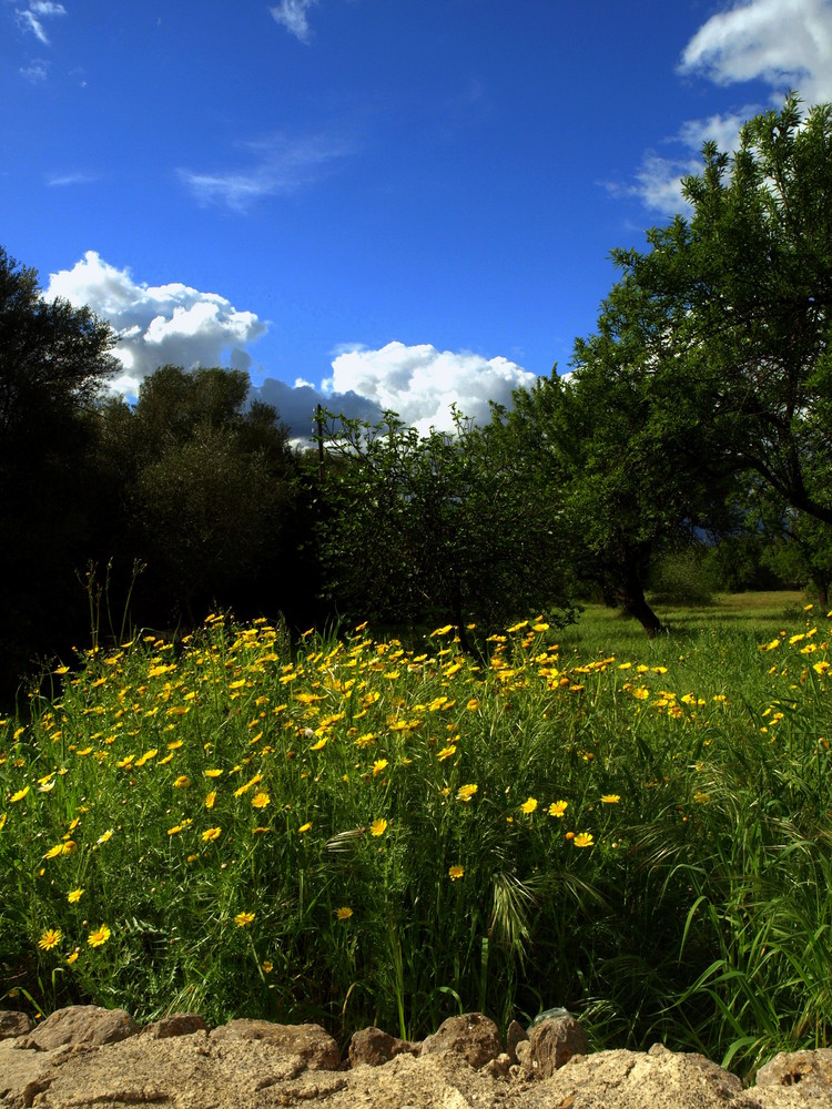 Paisaje mallorquín