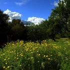 Paisaje mallorquín