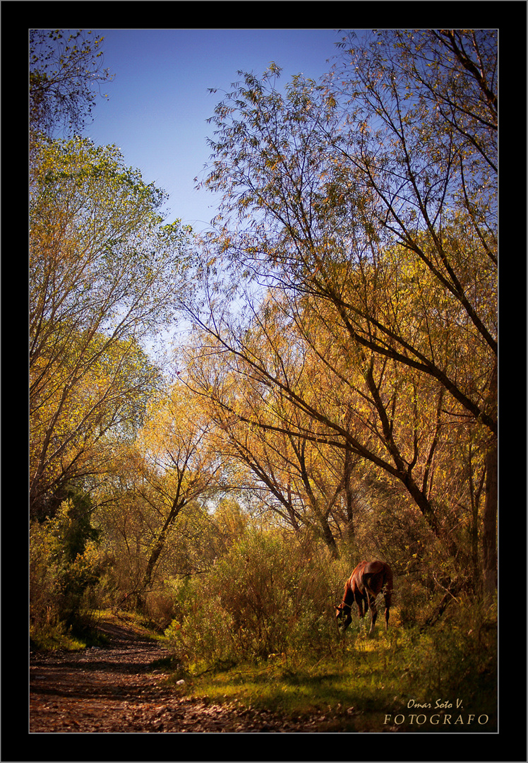 paisaje otoñal