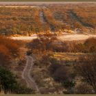 Paisaje pardo.