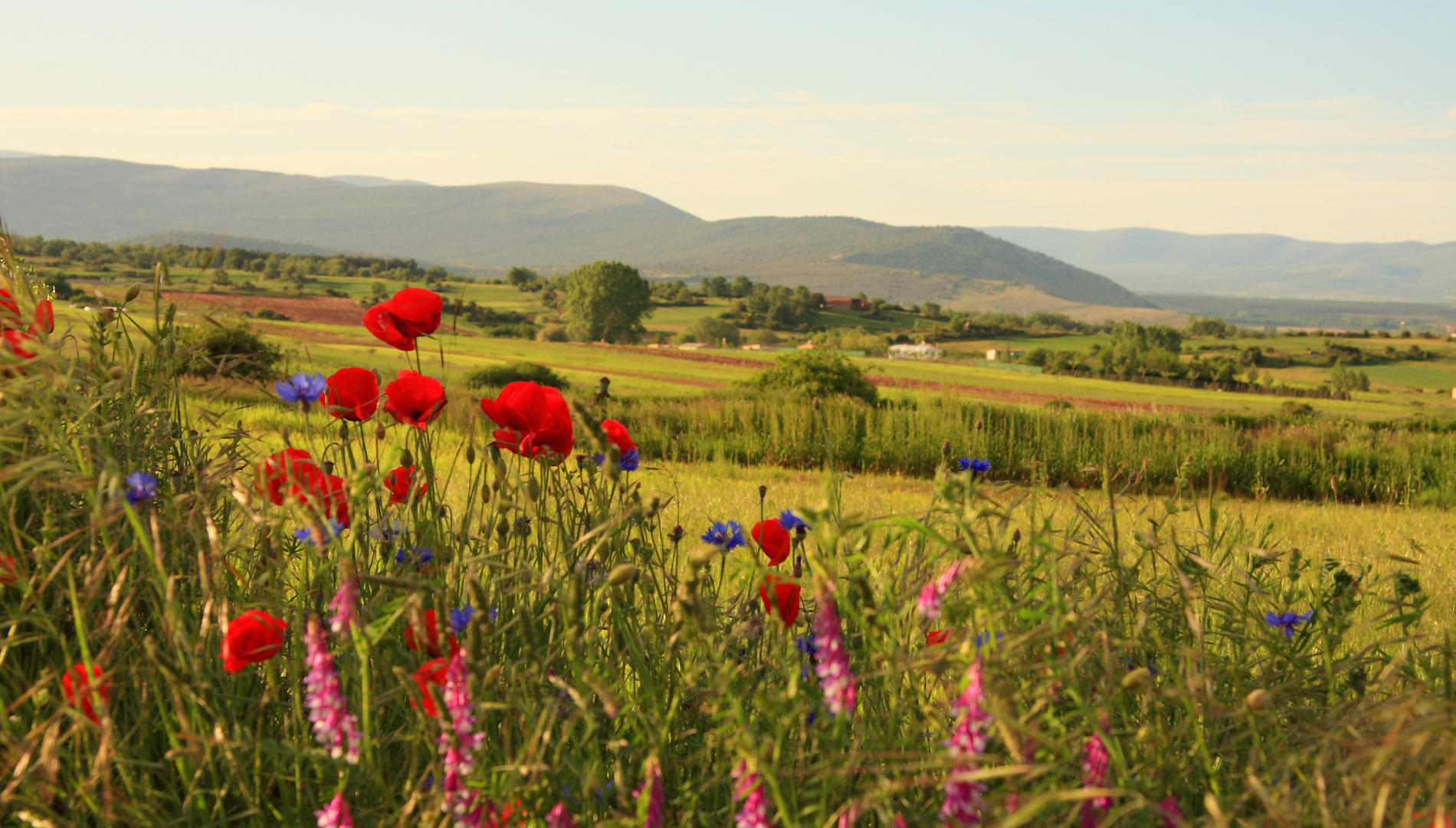 PAISAJE PRIMAVERAL