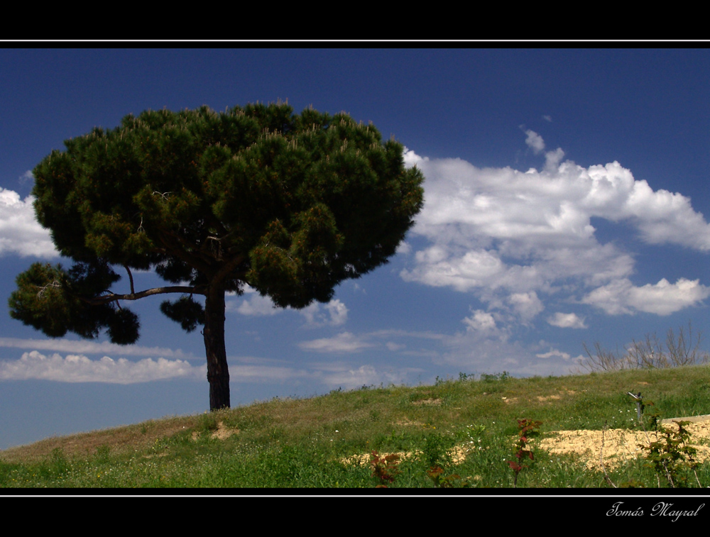 Paisaje Tópico