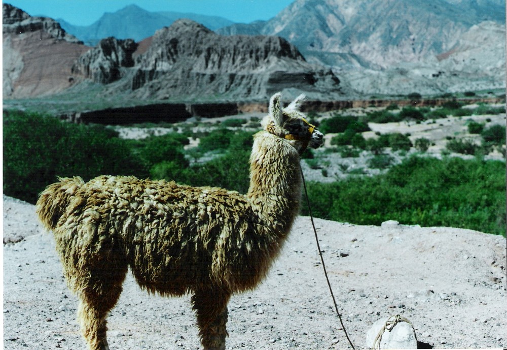 Paisaje y Fauna