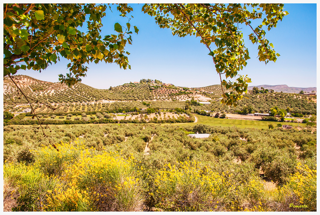 Paisaje.....al fondo, el monte de la Hermita.