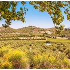 Paisaje.....al fondo, el monte de la Hermita.