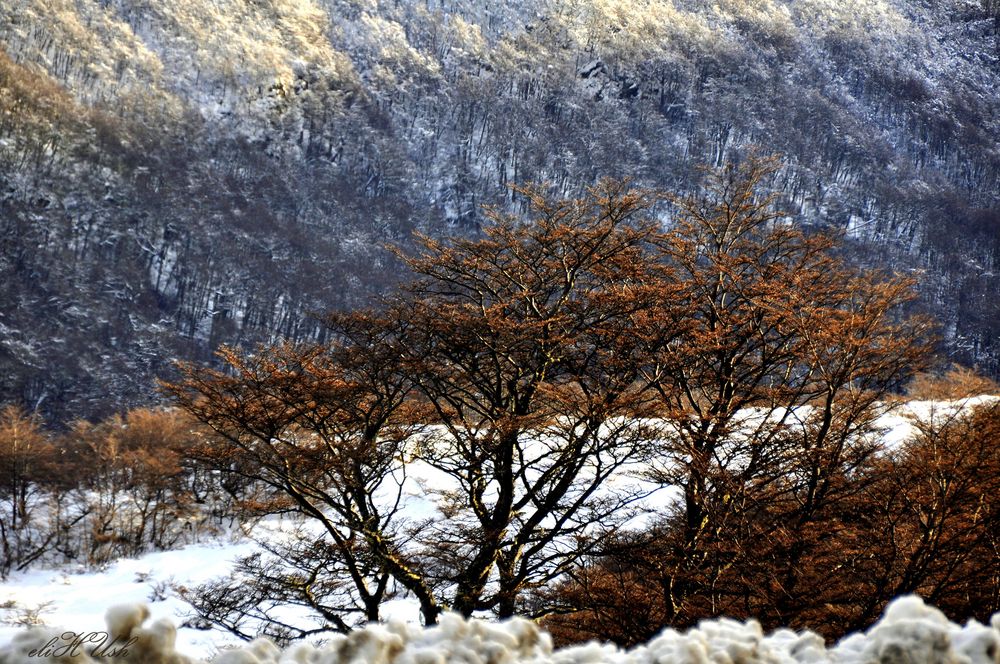 Paisajes Fueguinos