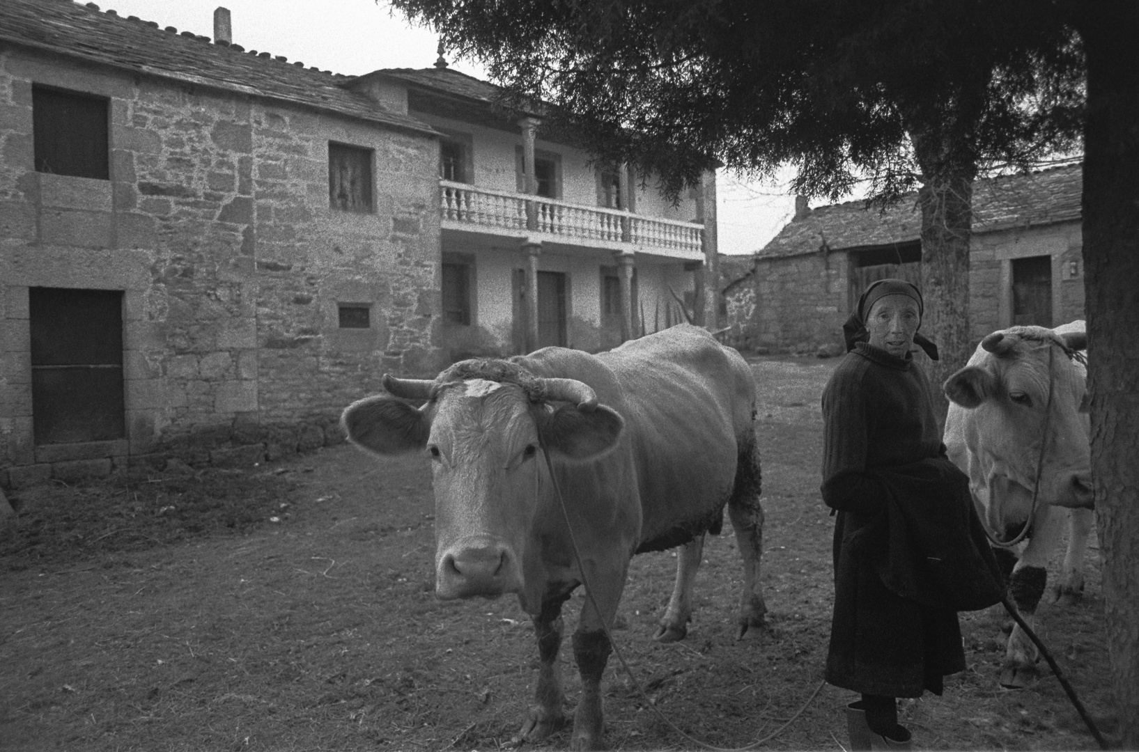 PAISANA CON VACAS