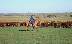 Paisano de estancia en Uruguay