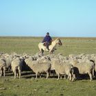 Paisano ovejero en estancia de Uruguay