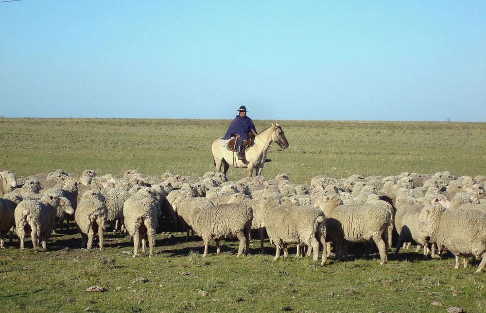 Paisano ovejero en estancia de Uruguay