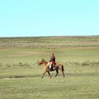 Paisano recorredor de estancia en Uruguay