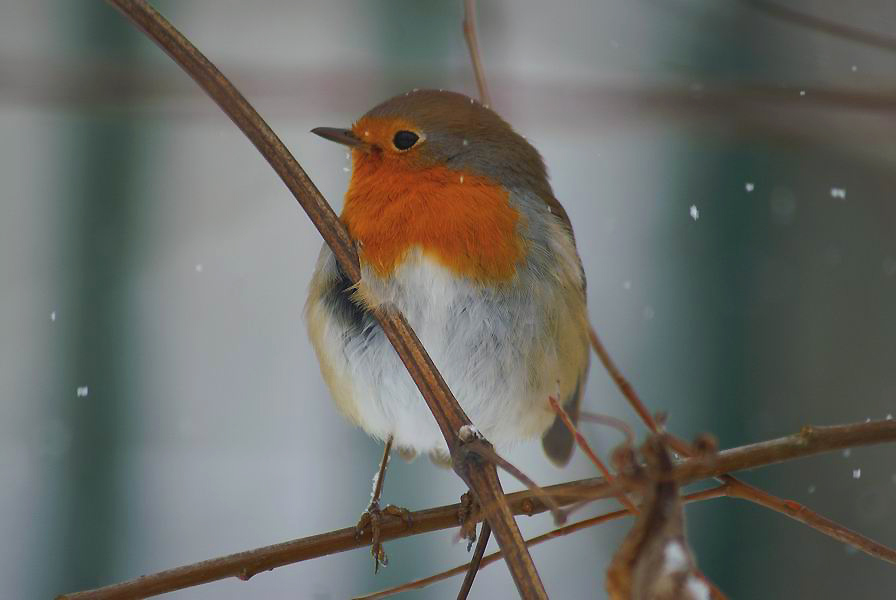 paisible rouge-gorge