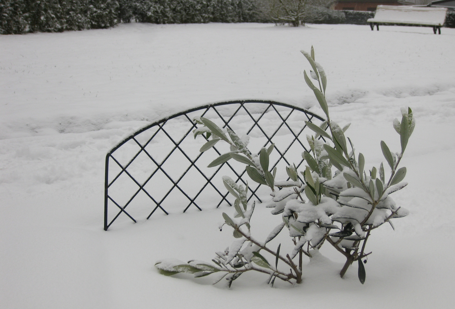 paisiblement ... comme l'olivier dans son cocon blanc ...