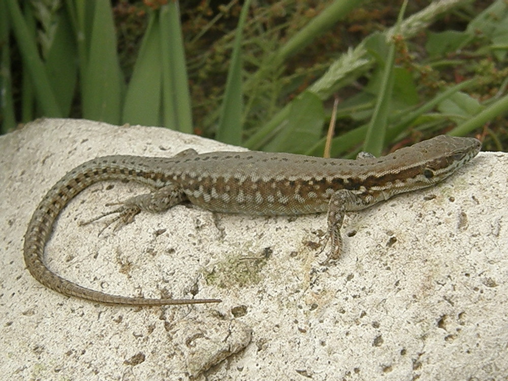 Paix A Son Ame Photo Et Image Animaux Reptiles Amphibiens Nature Images Fotocommunity Paix A Son Ame Photo Et Image Animaux Reptiles Amphibiens Nature Images Fotocommunity