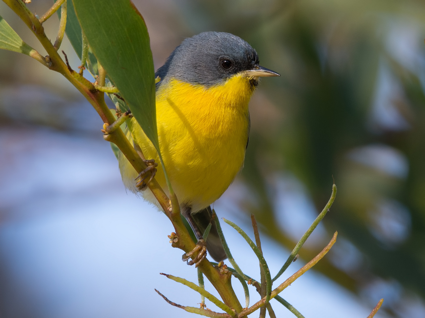 Pajarillo