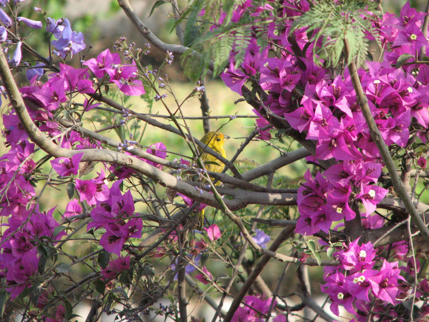 pajarillo amarillo