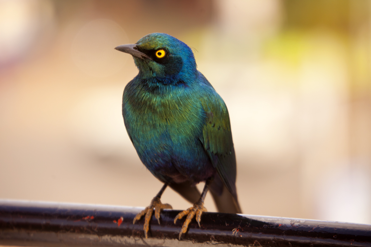 Pajarillo azul, tornasolado