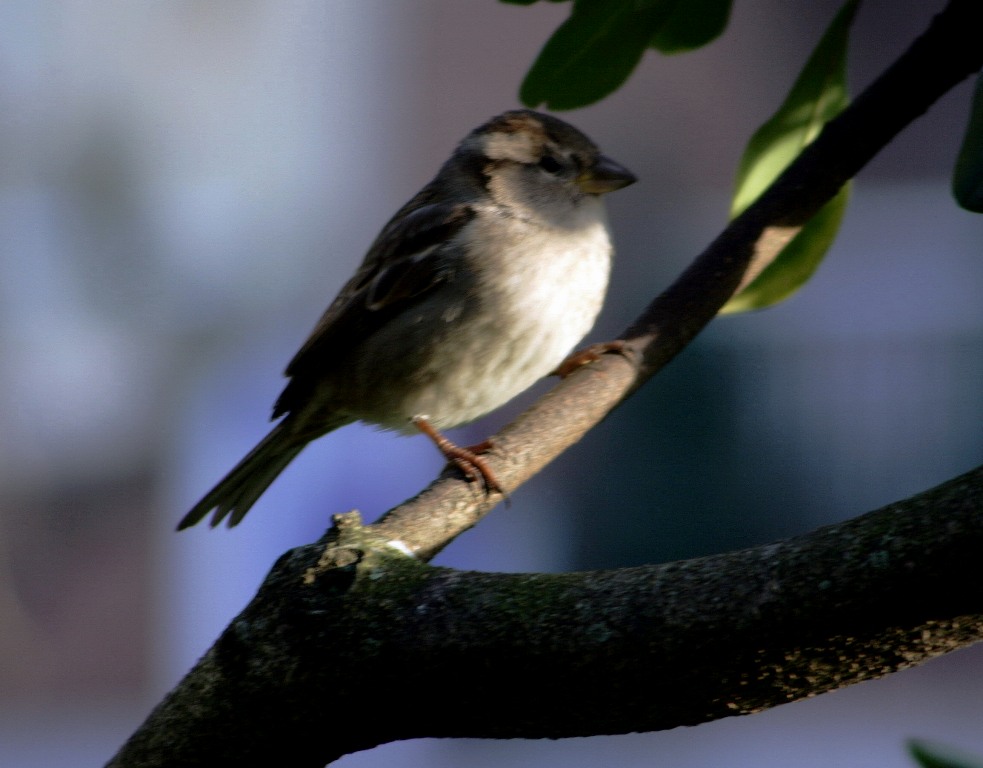 Pajarillo