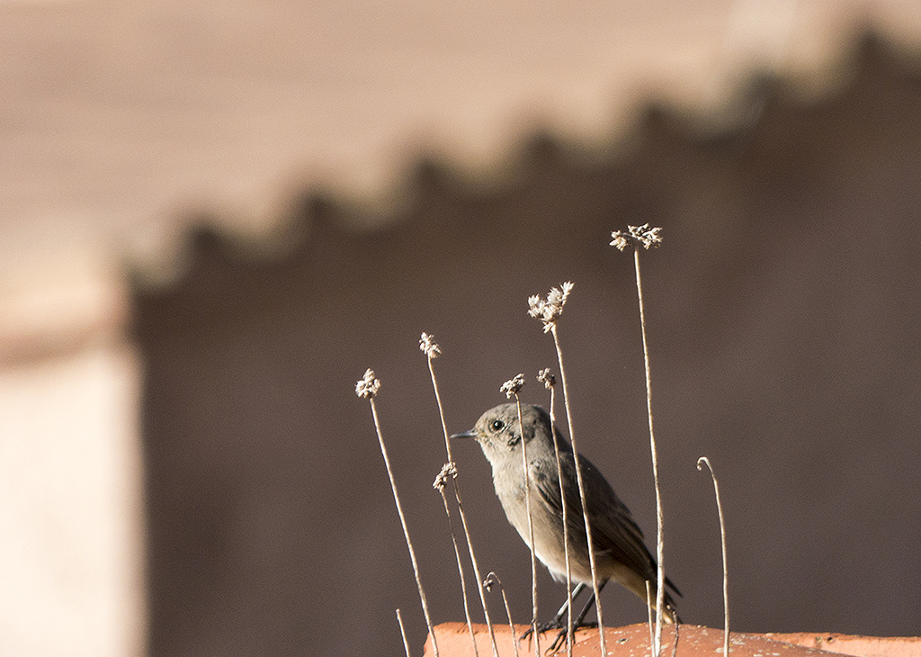 Pajarillo escondido