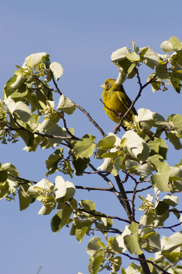 Pajarillo