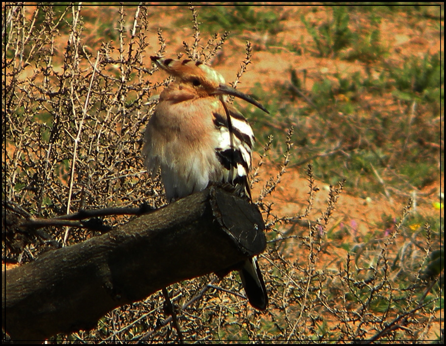 pajarito