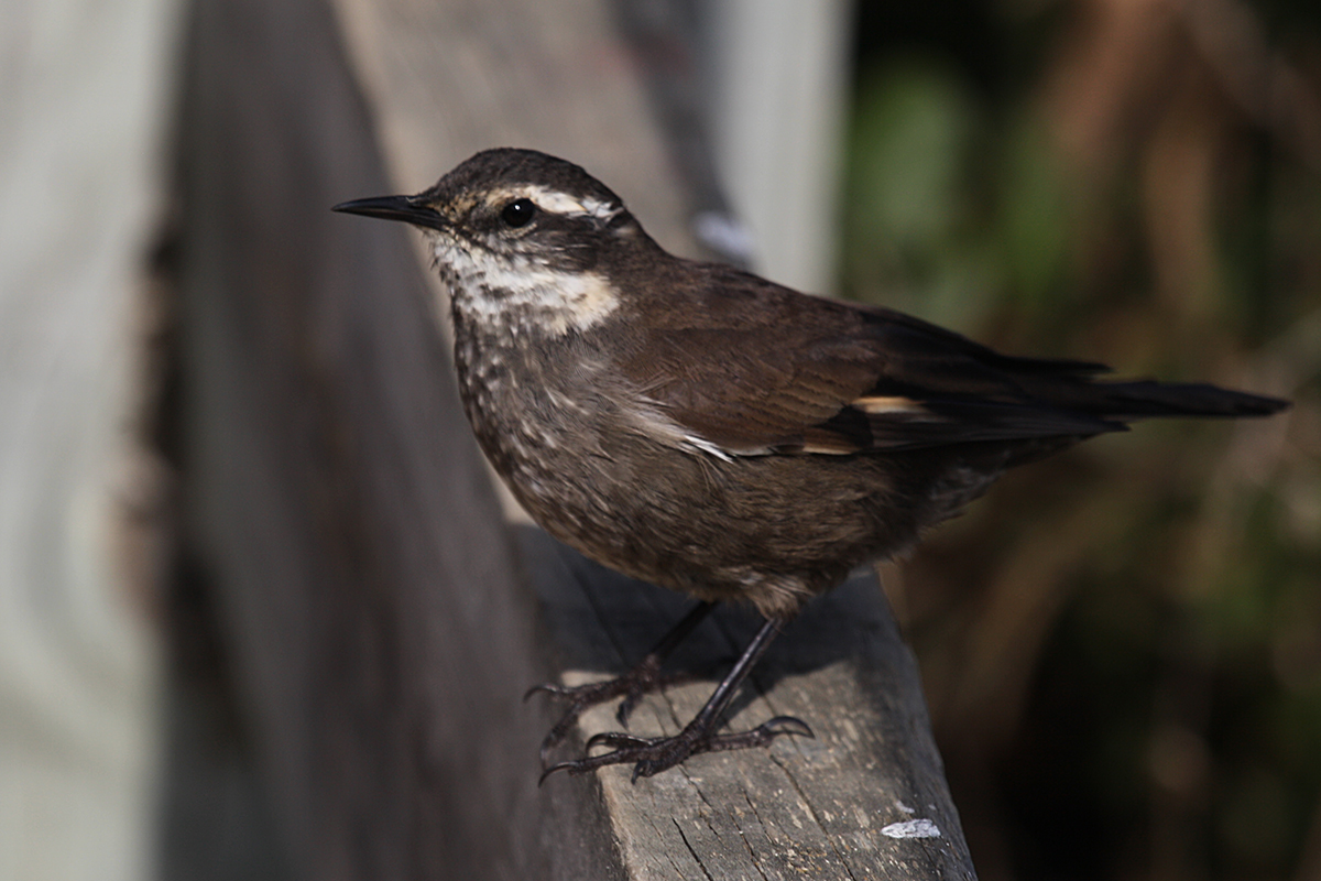 Pajarito