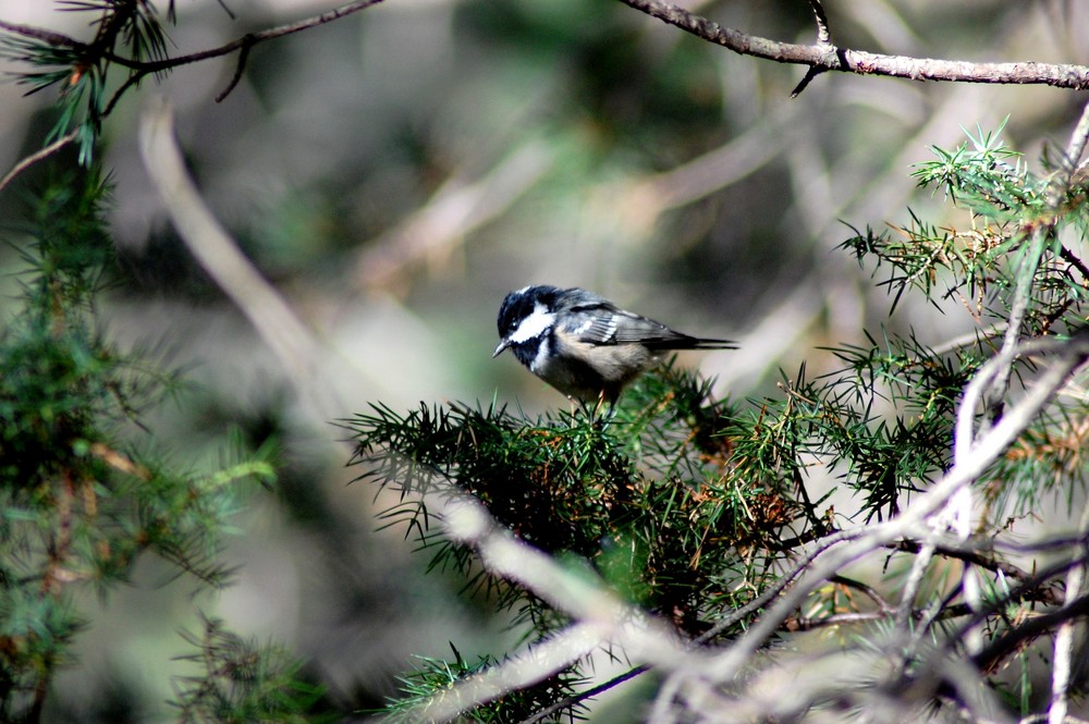 Pajarito