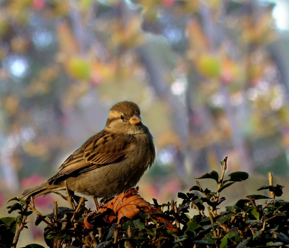 pajarito