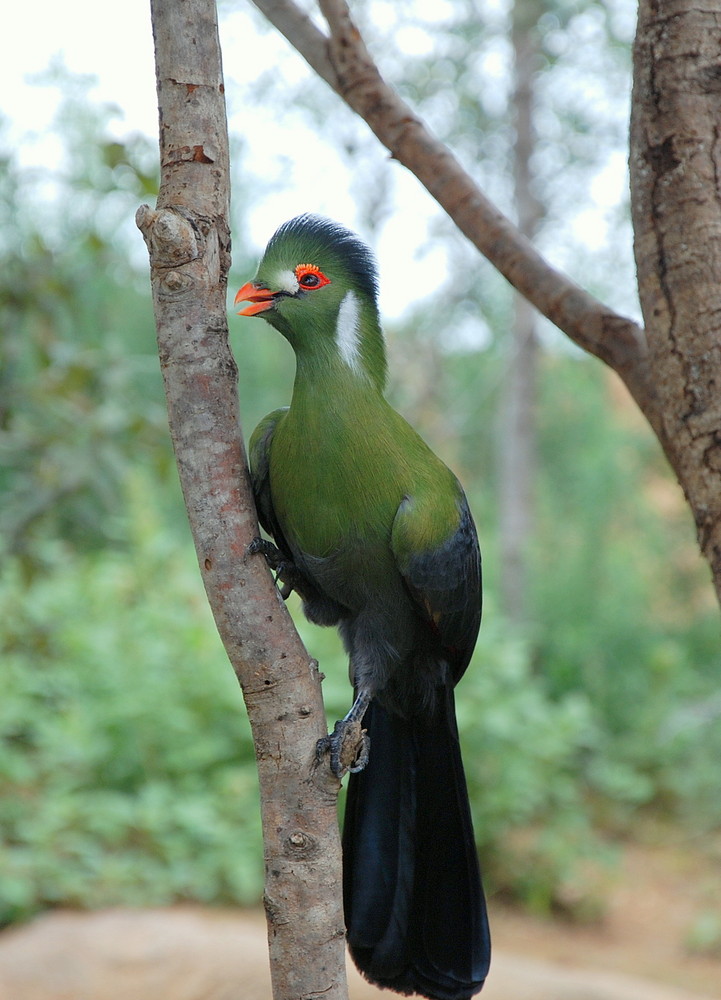 Pajarito