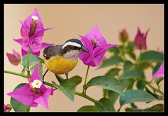 - pajarito amarillo -