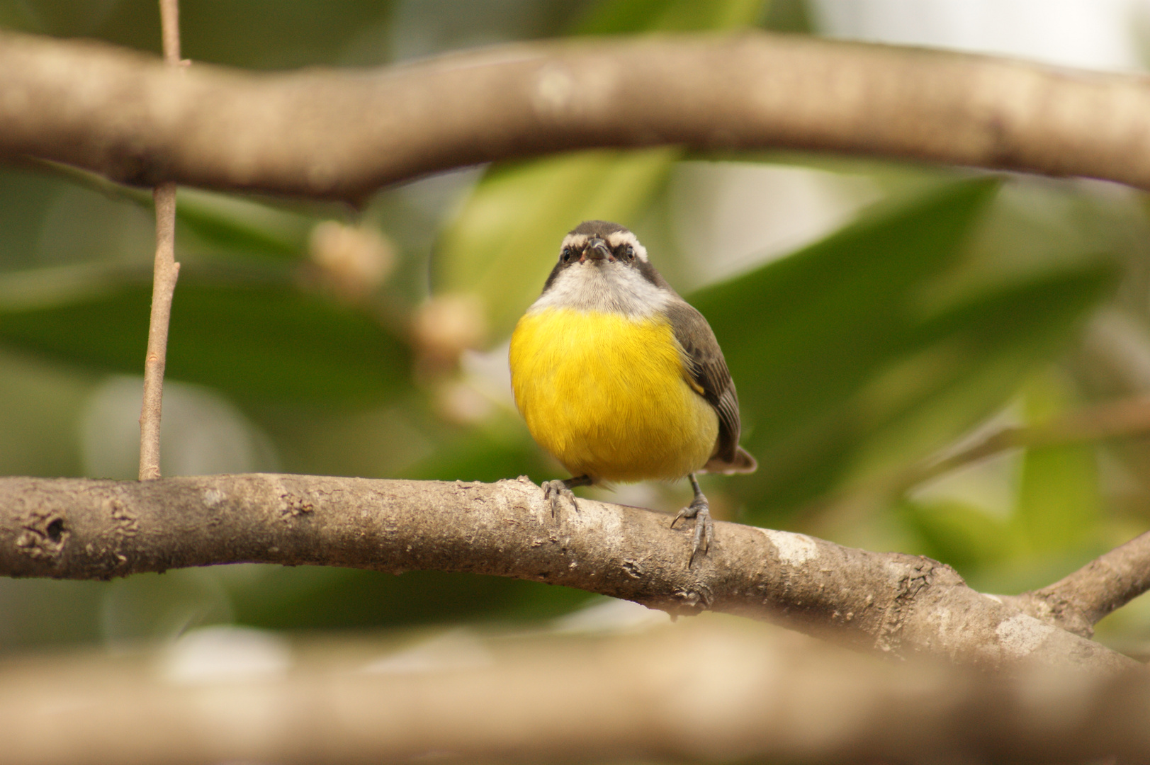 Pajarito amarillo