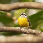 Pajarito amarillo