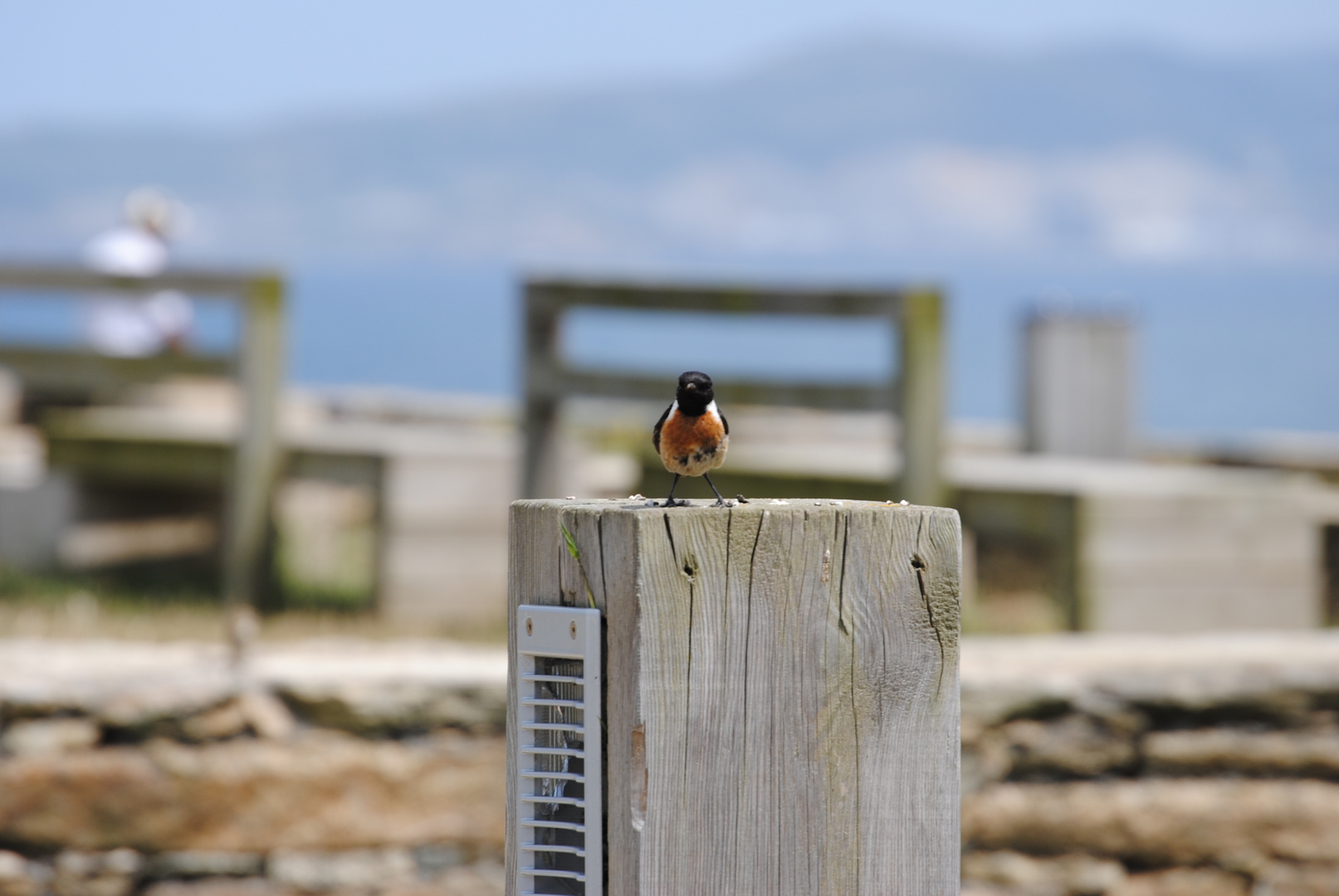 pajarito