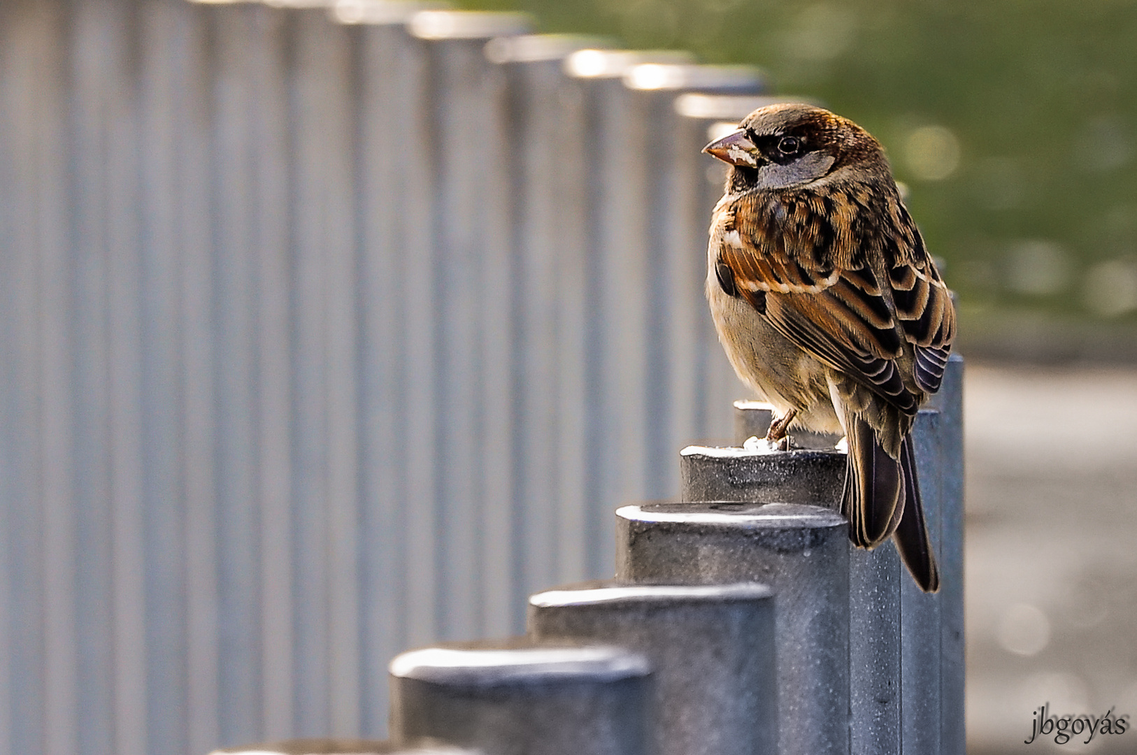 Pajarito observador.