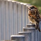 Pajarito observador.