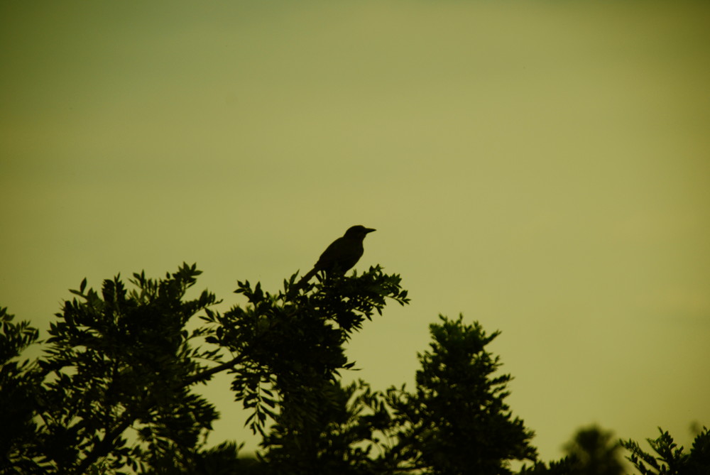 Pajarito Verde